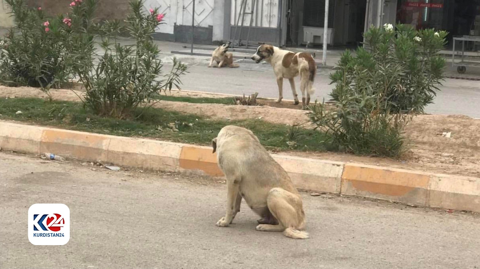Stray dogs (Photo: Kurdistan 24)